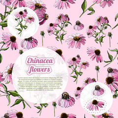 Template with  seamless pattern and sitickers of  bouquets of pink echinacea flower. Hand drawn sketch. Design elemens for greeting card, invitation, banner.