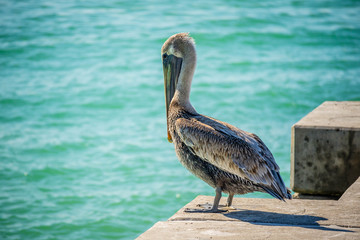 A Brown Pelican swimming around in Brandeton, Florida