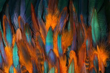 Colorful close up photo of chicken feathers. Shimmer colors of wing. 