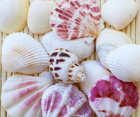 Sticker - Collection of decorative seashells pink white colors