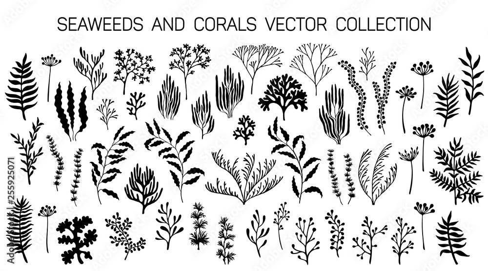 Seaweeds and coral reef underwater plans vector collection. - obrazy, fototapety, plakaty 