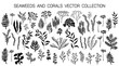 Seaweeds and coral reef underwater plans vector collection.