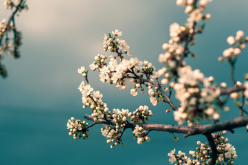 Blossoming cherry tree, a branch close-up with blooming white flowers and young green leaves against a blue sky