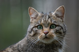 Fototapeta Koty - Europäische Wildkatze