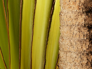 palm tree bark closeup