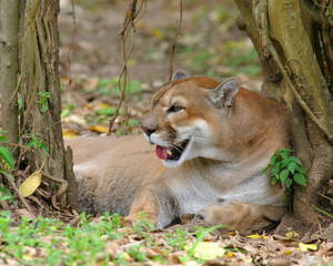 Wall Mural - cougar puma mountain lion