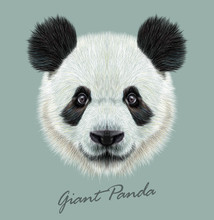 Panda Animal Cute Face. Vector Asian Bear Head Portrait. Realistic Fur Portrait Of Bamboo Animal On Blue Background.