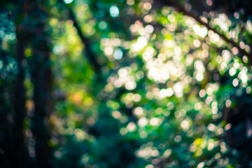 Blur nature bokeh green park by beach and tropical coconut trees