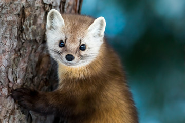 American Marten - Martes americana, climbing a pine tree trunk, making eye contact.  Background is bokeh of skylight through the forest.