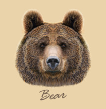 Bear Wild Animal Face. Grizzly Cute Brown Bear Head Portrait. Realistic Fur Portrait Of Brown Large Bear Isolated On Beige Background. 