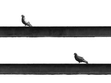 Pigeons On Pole