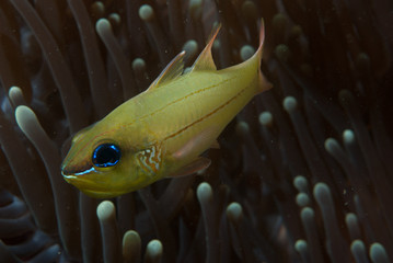 Wall Mural - Cheek-Bar Cardinalfish Apogon sealei