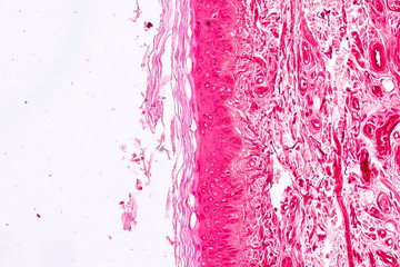 Poster - Education anatomy and Histological sample Elastic cartilage Tisue under the microscope.