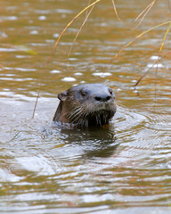 Wall Mural - otter