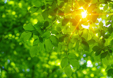 Green Leaves And Sun
