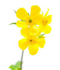 Wall Mural - flora of Gran Canaria - Ranunculus cortusifolius