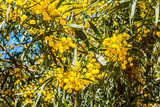 Fototapeta Zwierzęta - Willow blooms with yellow flowers in spring.