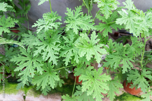 Cuadros en Lienzo Citronella plant are natural mosquito repellent with it scented nature