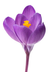 Sticker - Crocus flower