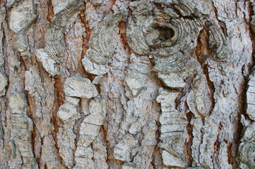 old pine bark