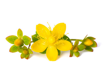 Poster - St. John's wort