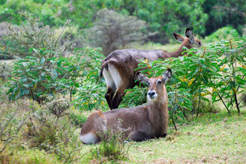 Wall Mural - waterbuck females