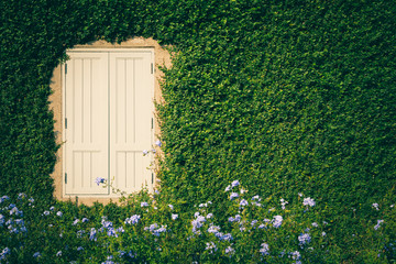 vintage window among plant wall