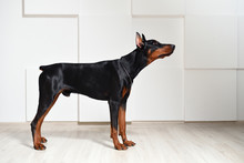 A Beautiful Young Doberman Stands On A Laminate Floor Against A White Textured Wall, Side View, Profile