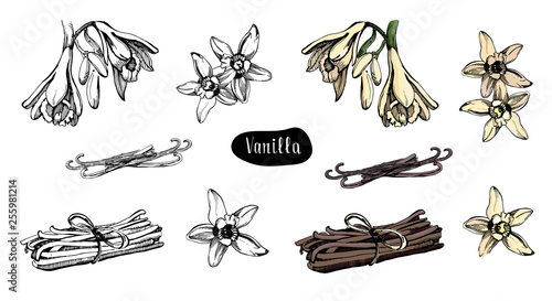 Fotomural Vanilla flower isolated on the white background