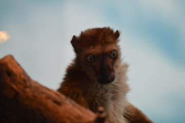 Poster - Blue Eyed Lemur