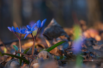 Wall Mural - First spring flowers