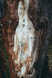 Fototapeta  - love messages written on bark