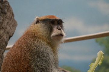 Canvas Print - A Patas Monkey