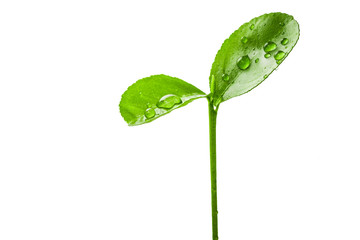 green sprout isolated on white background