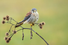American Kestrel (Falco Sparverius) Is The Smallest And Most Common Falcon In North America.