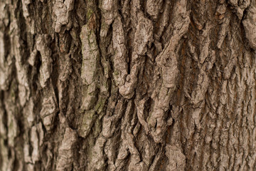 Tree bark texture background.