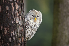 Ural Owl (Strix Uralensis) Is A Medium-sized Nocturnal Owl Of The Genus Strix, With Up To 15 Subspecies Found In Europe And Northern Asia. 