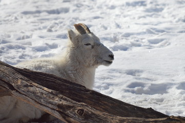 Sticker - Dall sheep in the snow