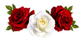 Fototapeta  - rose isolated on white background