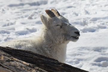 Wall Mural - Dall sheep in the snow