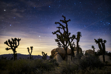 stars in the sky at joshua tree national park