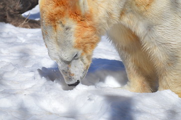 Wall Mural - Polar bear in the snow