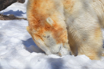 Wall Mural - Polar bear in the snow