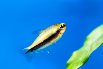 Fish Penguin tetra. Thayeria boehlkei