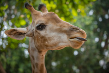 Giraffe's Head Profile