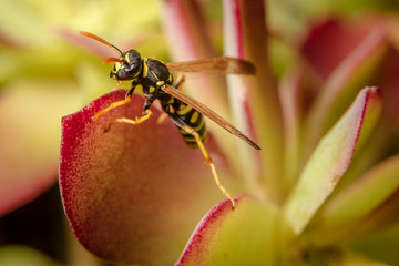 Paper wasp on succulent plant leaves