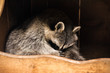 © Lara Tollin/Scopio - black and gray raccoon