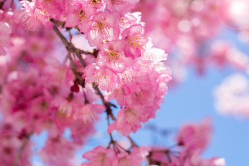 Wall Mural - Taiwan cherry blossom season, Wuling Farm, Qianying Garden, blooming cherry blossoms