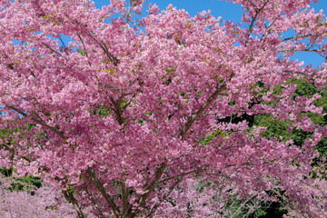 Wall Mural - Taiwan cherry blossom season, Wuling Farm, Qianying Garden, blooming cherry blossoms