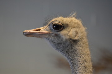 Wall Mural - Close up of an ostrich